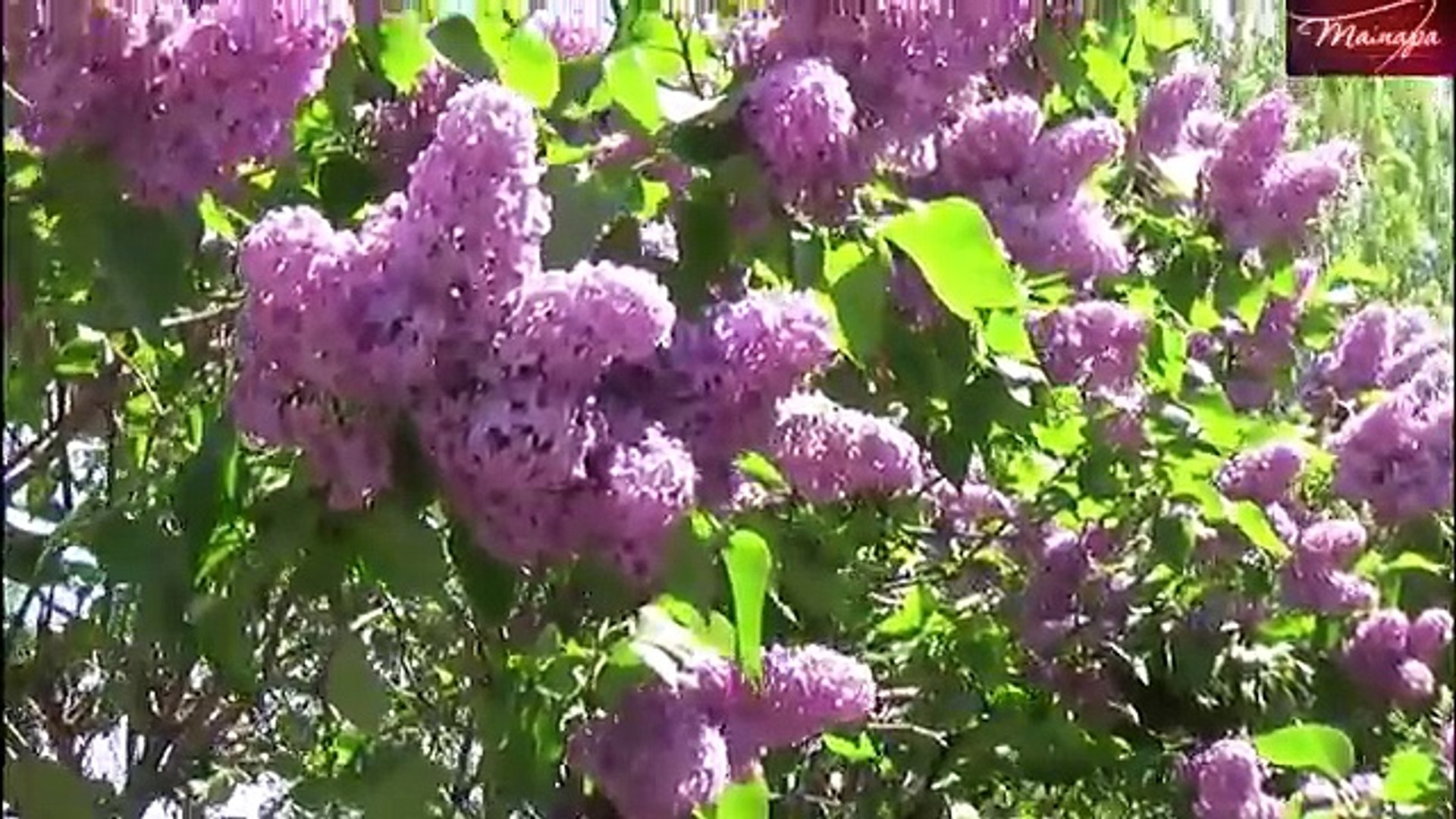 МУЗЫКА ДЛЯ ДУШИ ТАНГО.