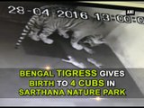 Bengal tigress gives birth to 4 cubs in Sarthana Nature Park