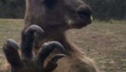 Davetsiz gelen 'misafir'