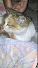 Cat baby Playing with his friend