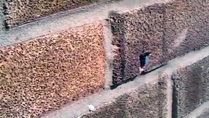 Une abeille retire un clou d'un mur de briques
