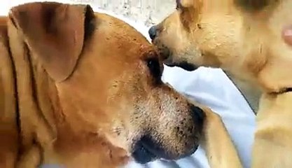 Download Video: Gli ultimi saluti tra una cagnolina e il suo migliore amico in fin i vita.