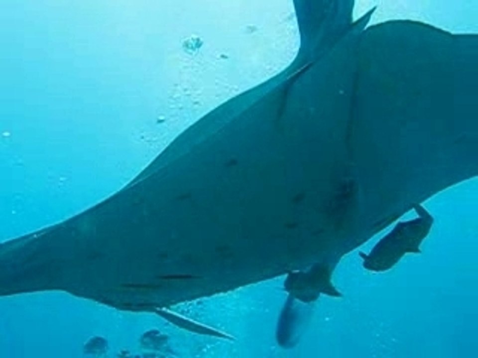 Raie Manta caresse