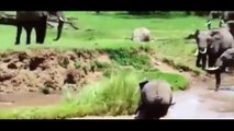 Une éléphante sauve son petit de la noyade