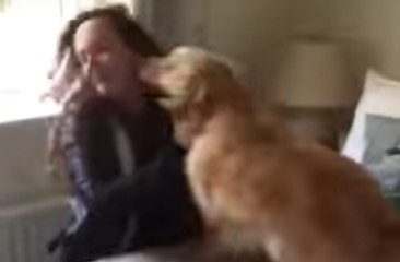 Un chien retrouve son maitre après 7 mois et devient hystérique