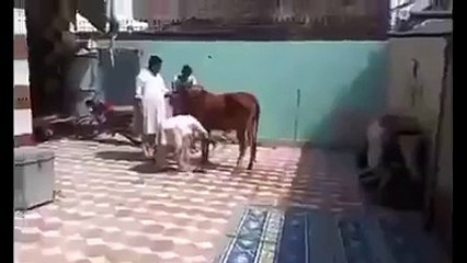Funny Flying Kick By A Cow
