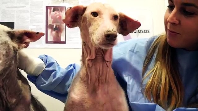 Due cagnolini sono stati ritrovati in un rudere abbandonati e malati. Ecco come sono adesso.