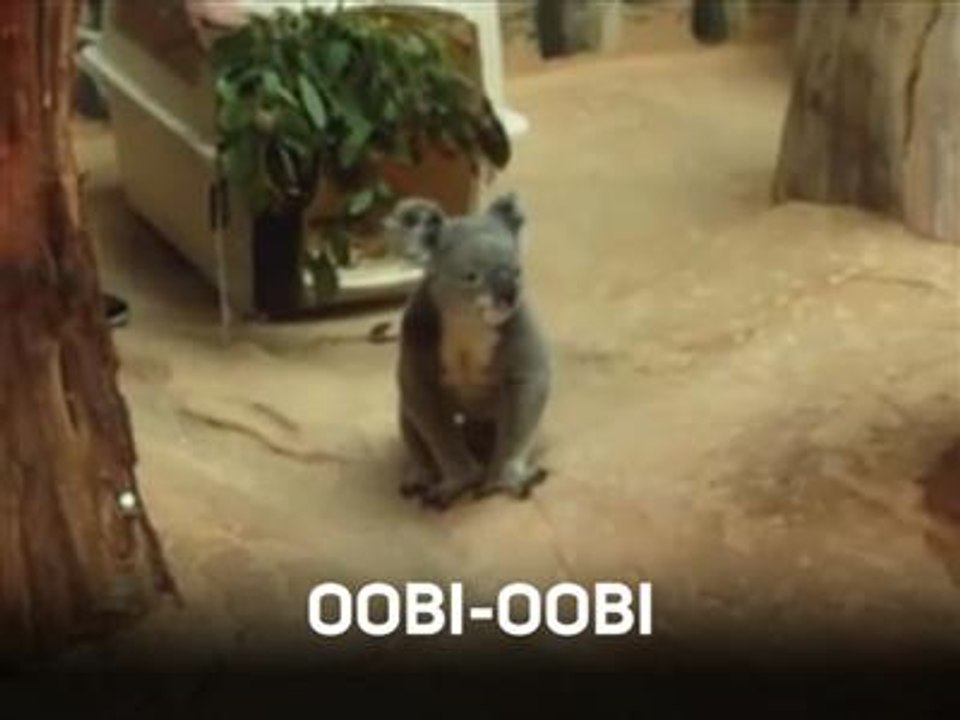 Attention Les Yeux Koala Trop Mignon Video Dailymotion