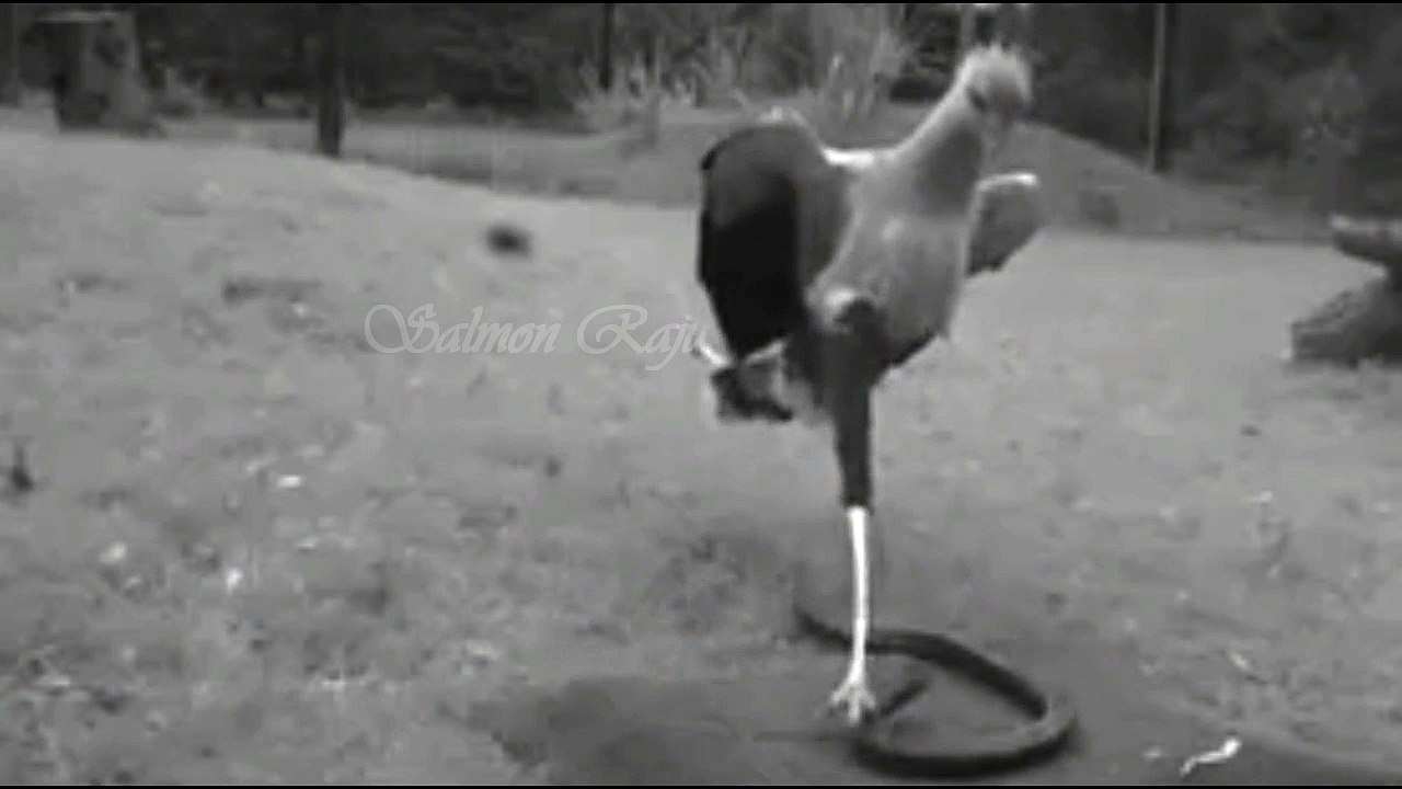Secretary Bird Killing A Live Snake