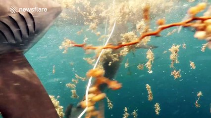 Diver surrounded by LARGE silky sharks