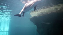 Des visiteurs d'un parc aquatique assiste à la naissance d'un dauphin, INOUBLIABLE!