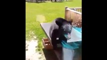 WATCH: Little bear jumps off table into window