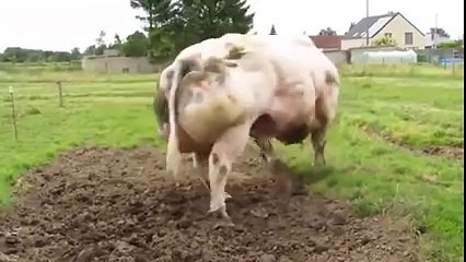Breed cows have big muscles