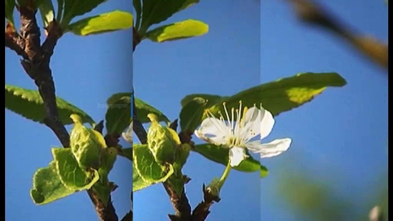 Bande-annonce Pourquoi chercher plus loin :  Au pays des mirabelles