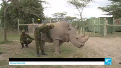 KENYA - Mobilisation pour lutter contre le trafic d'ivoire et le braconnage : Les pays asiatiques accusés