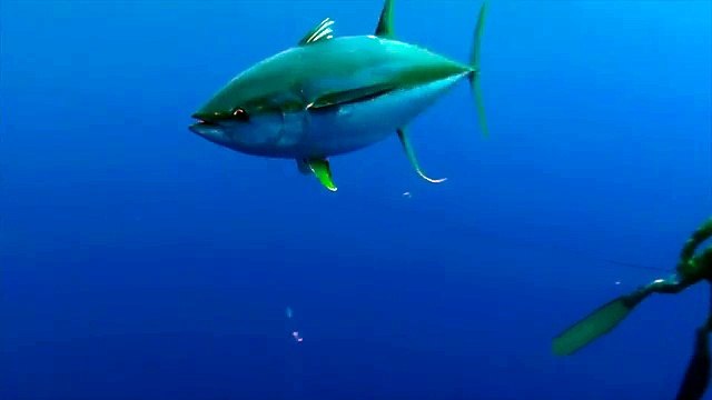 Surprise Whale Shark Attack On a Diver-Funy Videos Clips-Fun & Entertainment Videos Follow Us!!!!