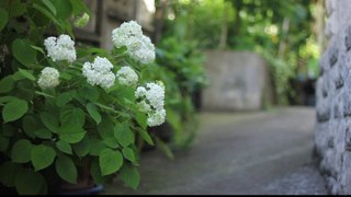 White Flowers on the stone wall