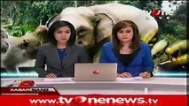 Kecelakaan Maut Kereta Api Tabrak Gajah