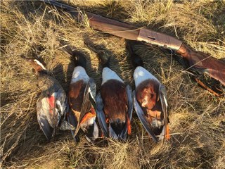 Весенняя охота на селезня