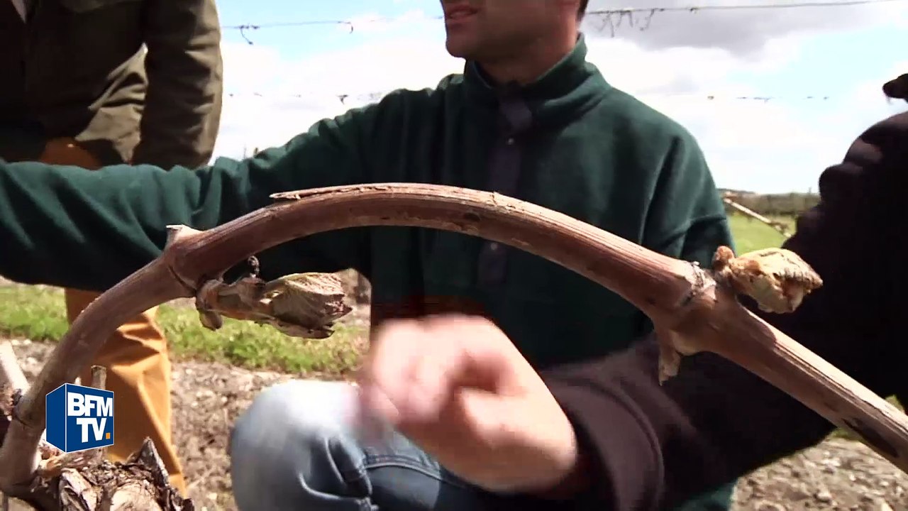Indre-et-Loire: les vignes affectées par des gelées historiques