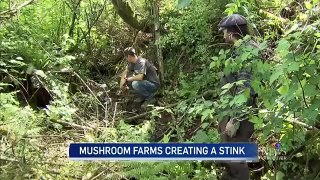 Sewage smell prompts mushroom farm investigation in B.C.