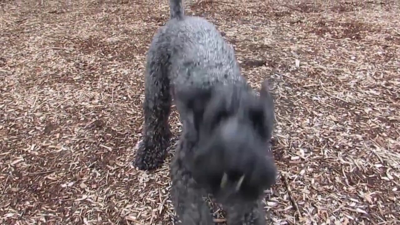 Kerry Blue Terrier - Such a Cute Dog !!!