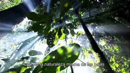 Bioo Lite : les plantes comme source d’énergie durable, c’est possible !