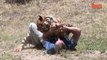 Tiger Attacks Man : Real Tiger Attack Stunt