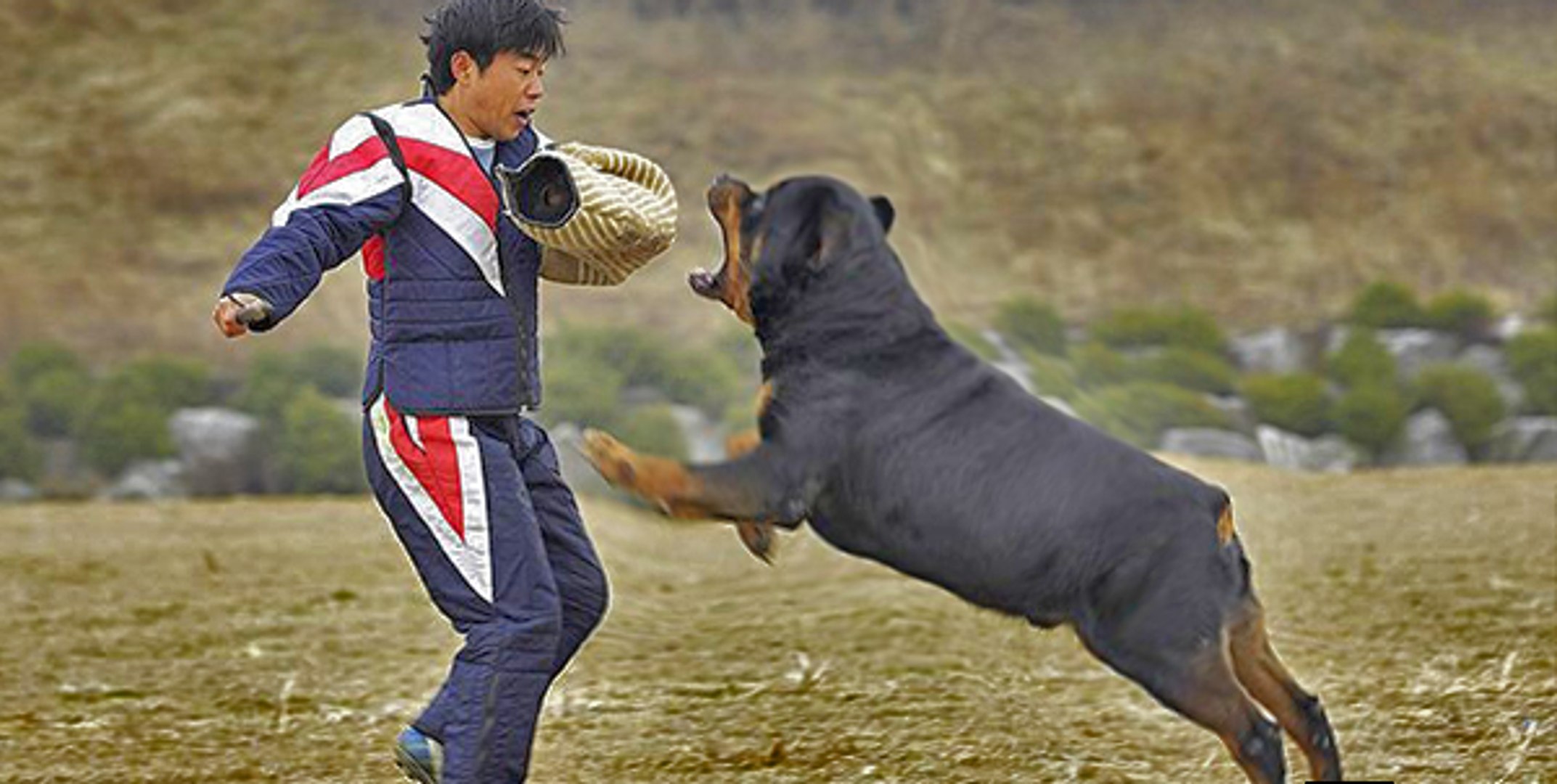 strongest rottweiler