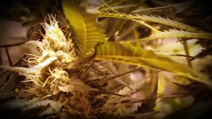 Indoor Grow Blue Cheese Strain day 40 of Flowering.