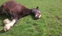 Horse Snoring During Morning Nap