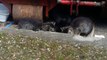 Les chats errants d'Emerainville (3 nouveaux chatons découverts ...)