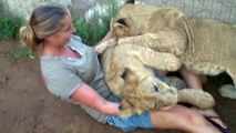 Young Lady Is Getting Mauled By Two Young Lions