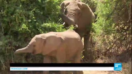 Kenya elephant summit: Leaders gather to try to save animals from extinction