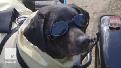 Motorcycling dog gets first four-legged Kevlar bike suit