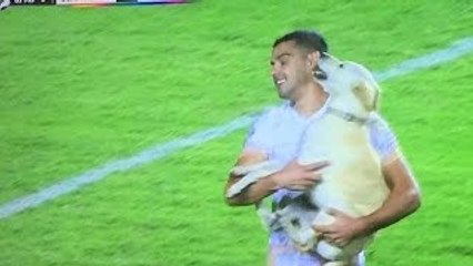 Soccer-loving dog has happiest day ever after crashing the pitch