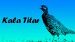 Superhit Haryanvi Songs | Kala Titar - Full Song ( Audio) | Haryanvi Songs 2016 | New Latest Traditional Songs dailymotion