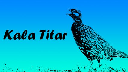 Superhit Haryanvi Songs | Kala Titar - Full Song ( Audio) | Haryanvi Songs 2016 | New Latest Traditional Songs dailymotion