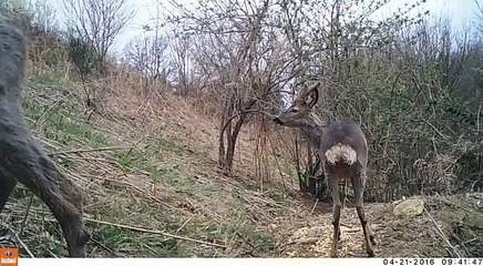 Chevreuils en balade