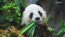 WWF Captures Rare Video of Male Pandas Courting Female