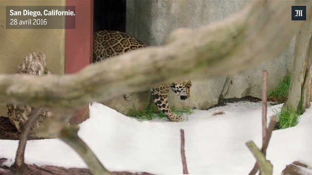 Au zoo de San Diego, deux jaguars découvrent la neige