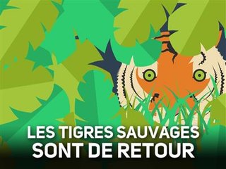 Les tigres sauvages reprennent du poil de la bête !