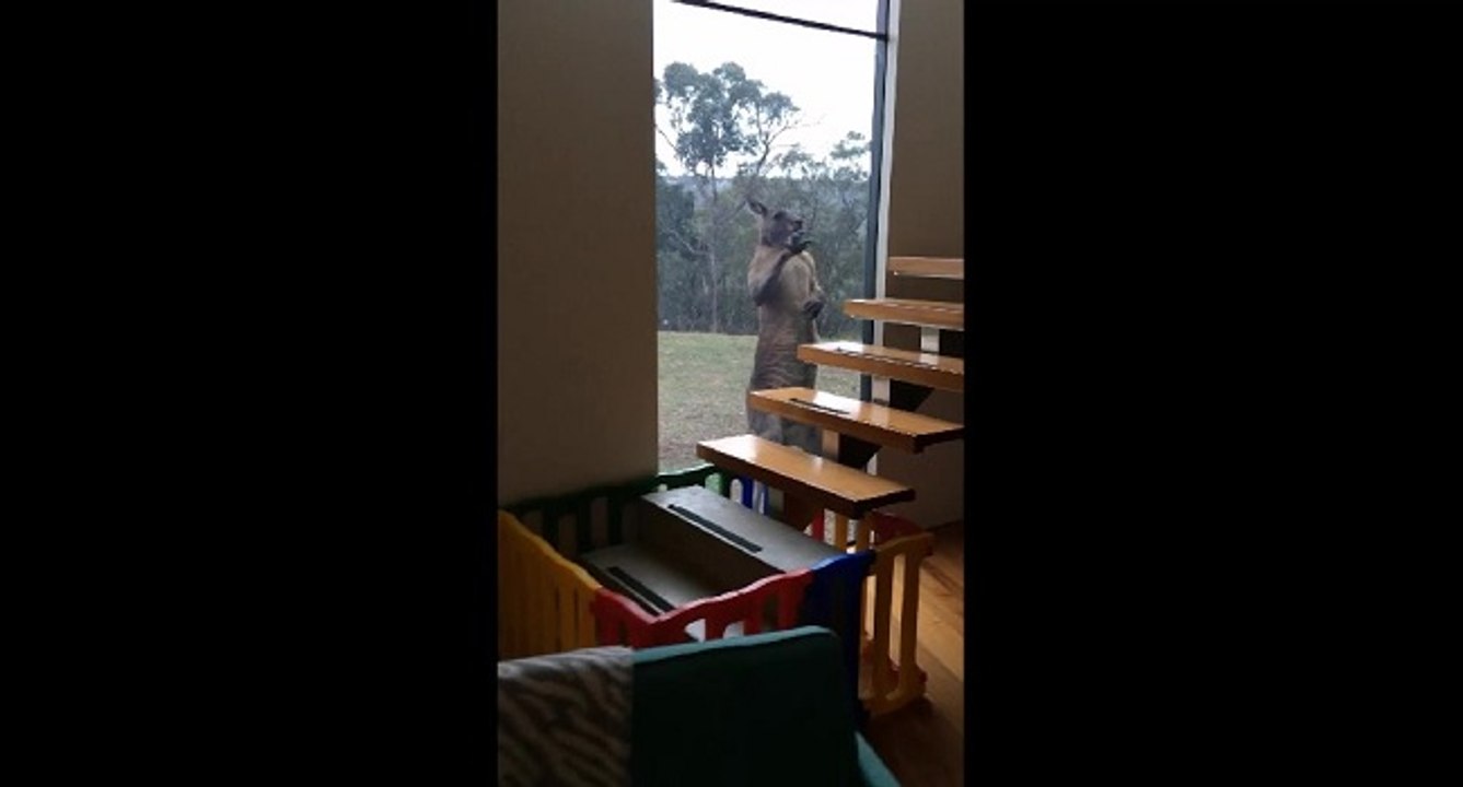 Voici la preuve qu'un kangourou veut toujours se battre