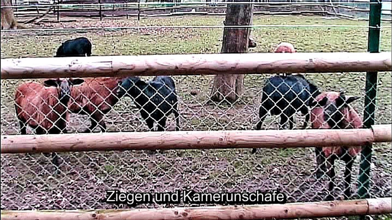 Tierfreunde Schwanenteich in Bad Bodendorf