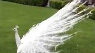 Beautiful White Peacock Showing Feathers with big sound