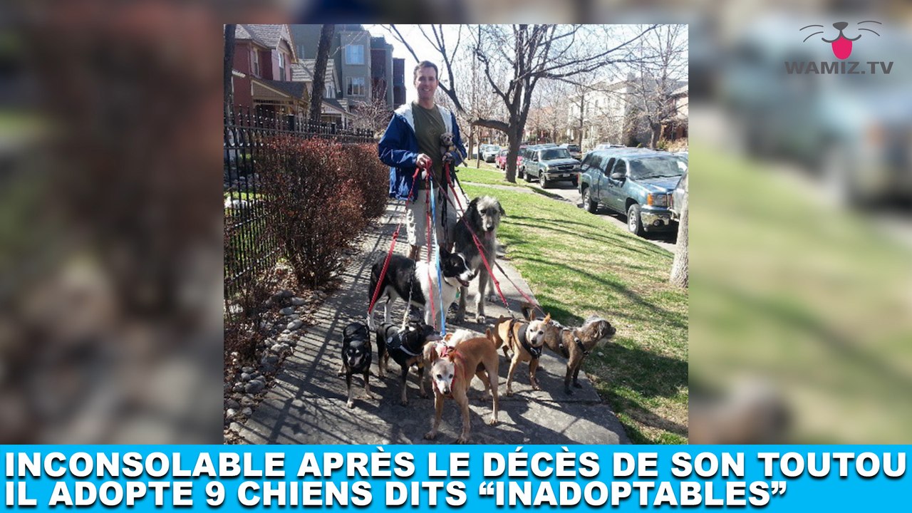 Inconsolable après le décès de son toutou, il adopte 9 chiens dits "inadoptables" ! Tout de suite dans la Minute Chien #204