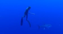 Un requin-baleine attaque un plongeur