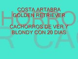 Cachorros de Charola Version especial y Blondy con 20 dias