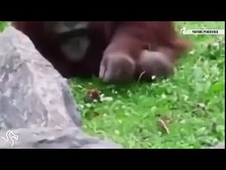 Animals helps animals vedio