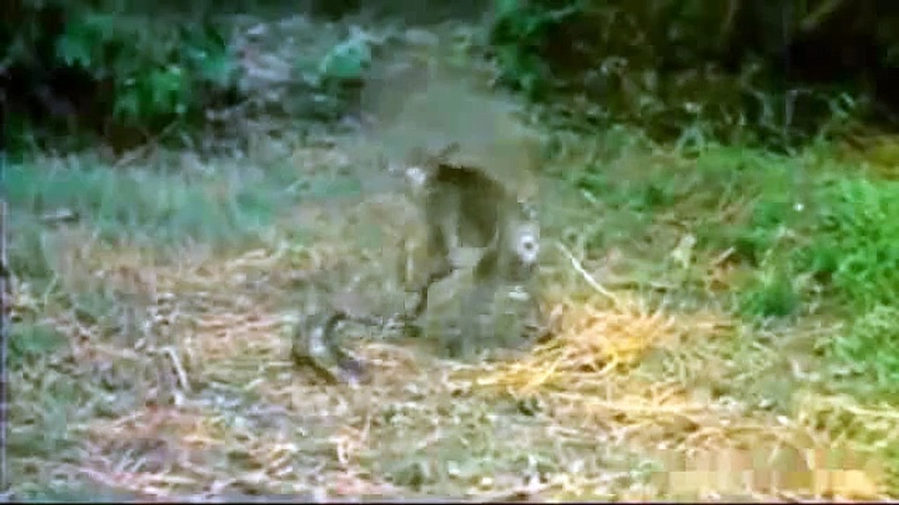 King Cobra VS Monkey